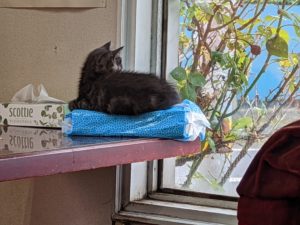 窓辺で休む子猫