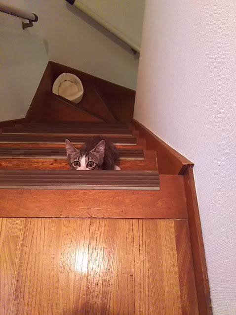階段で覗き上げる子猫