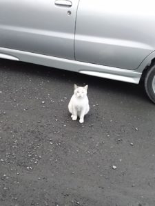 車の横で座る猫