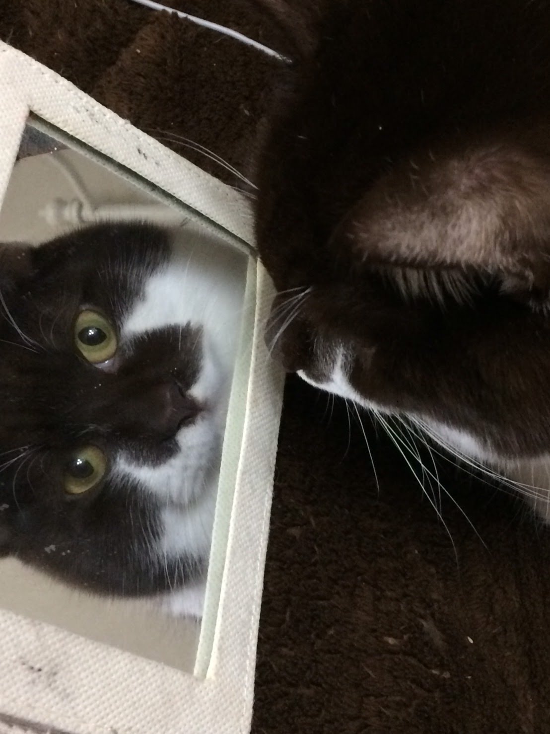 鏡に映る自分を見る猫
