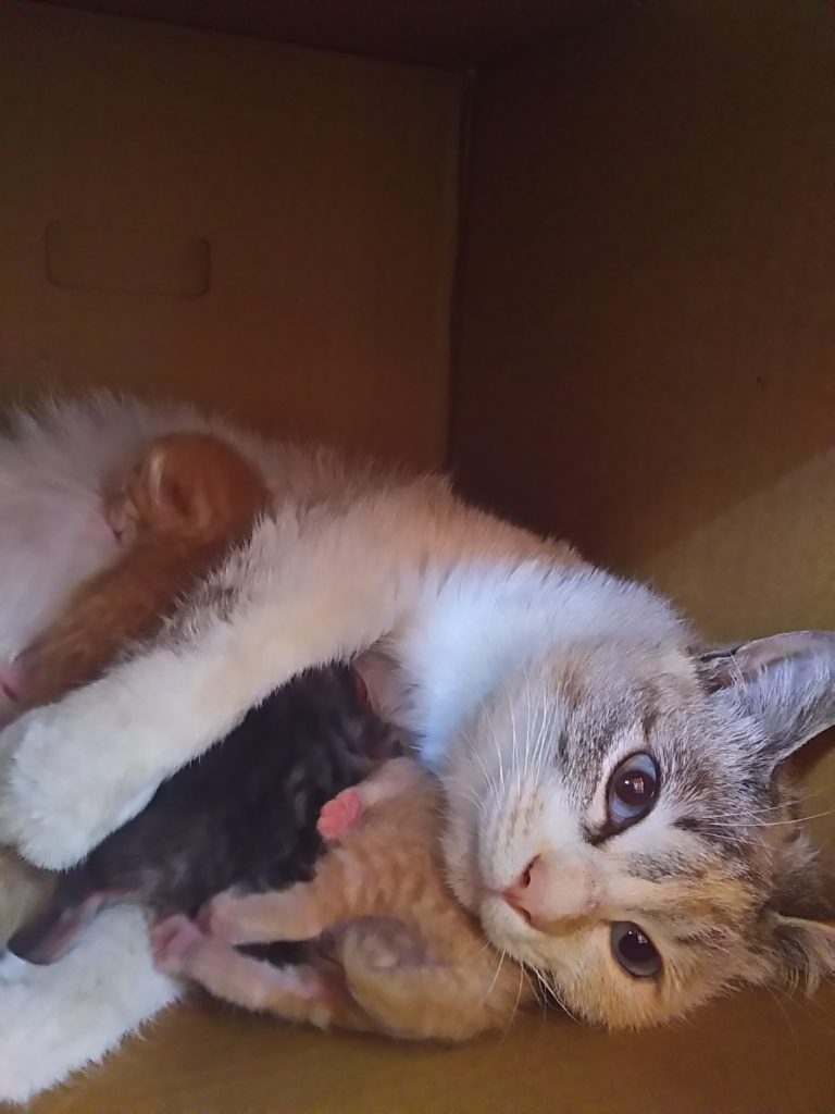 箱の中で子を抱く母猫