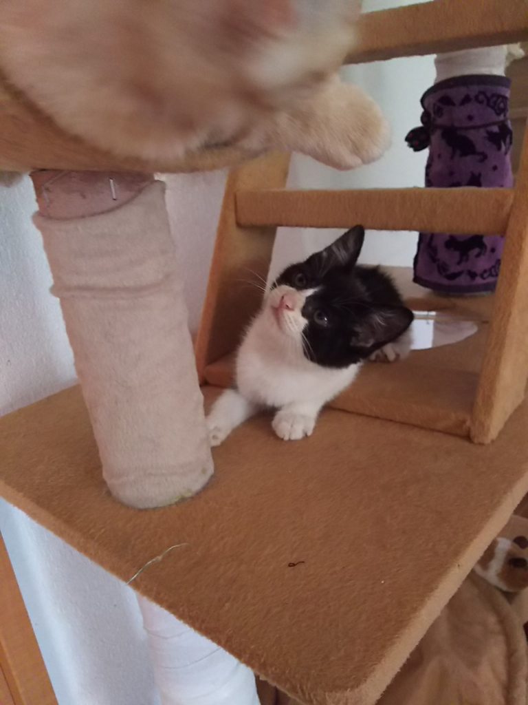 キャットタワーに乗る子猫