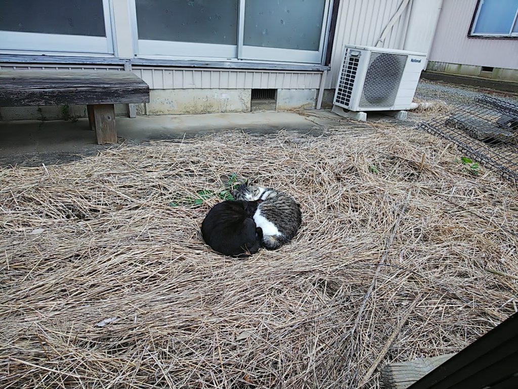 枯草の上で眠る猫