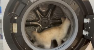 ドラム式洗濯機を回す猫