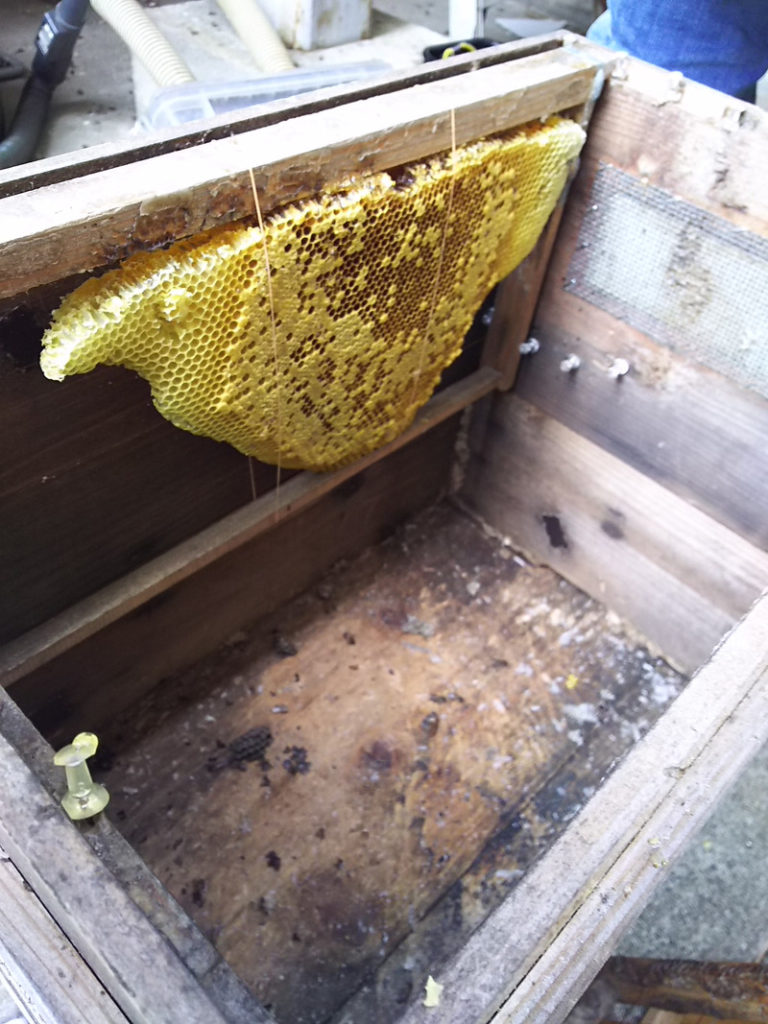 ミツバチの巣を巣箱に移す