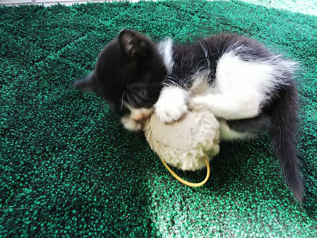 ネズミのおもちゃに食らいつく子猫