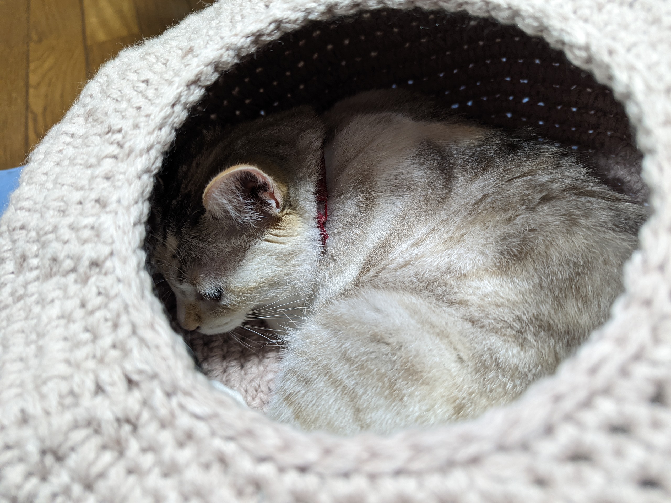 キャットドームの中で丸くなる猫
