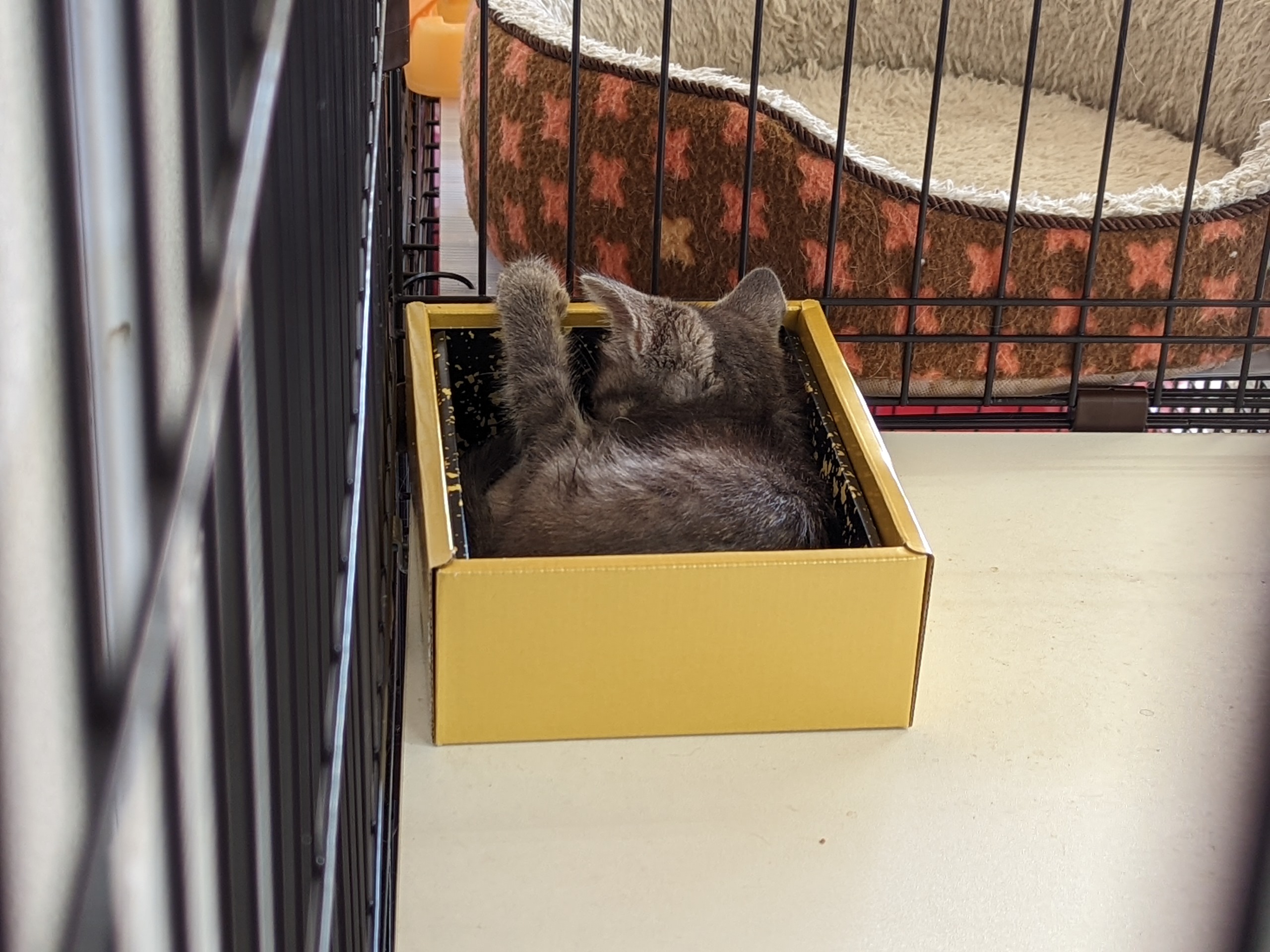 小さな箱の中で休む子猫