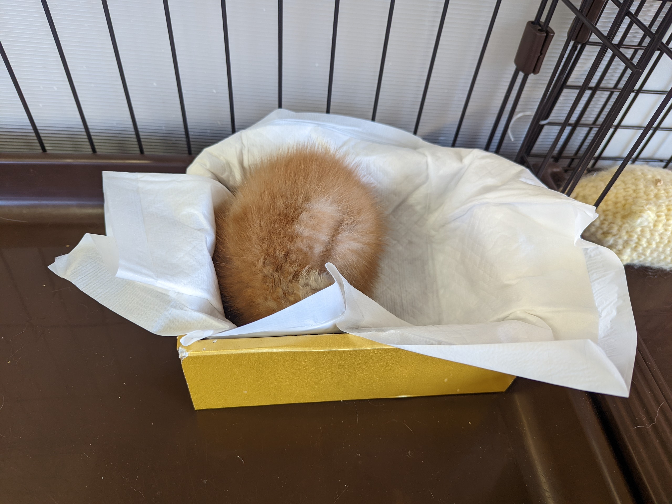 箱の中で丸くなって寝る茶トラの子猫