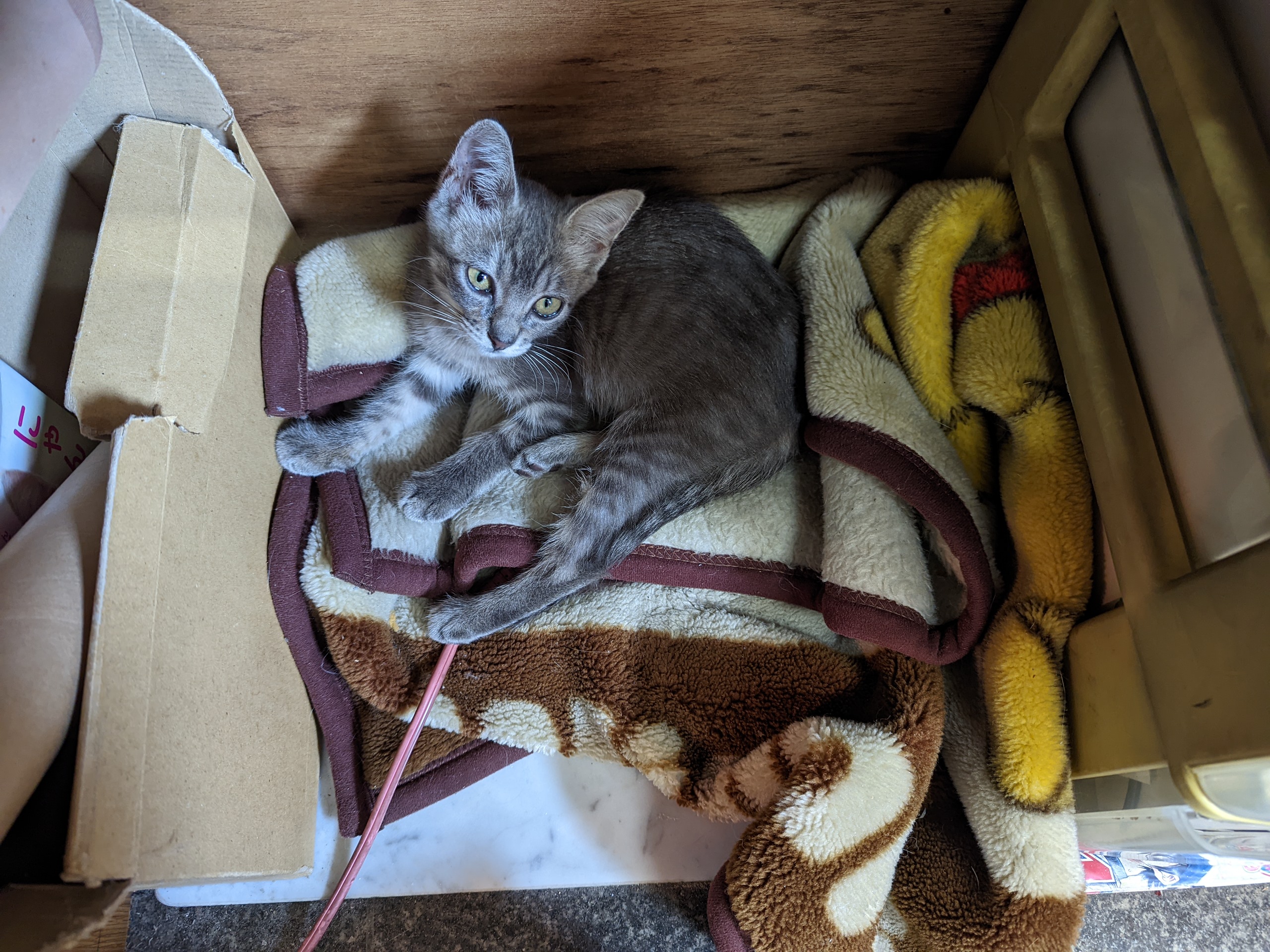 毛布を見つけてそこで休もうとする子猫