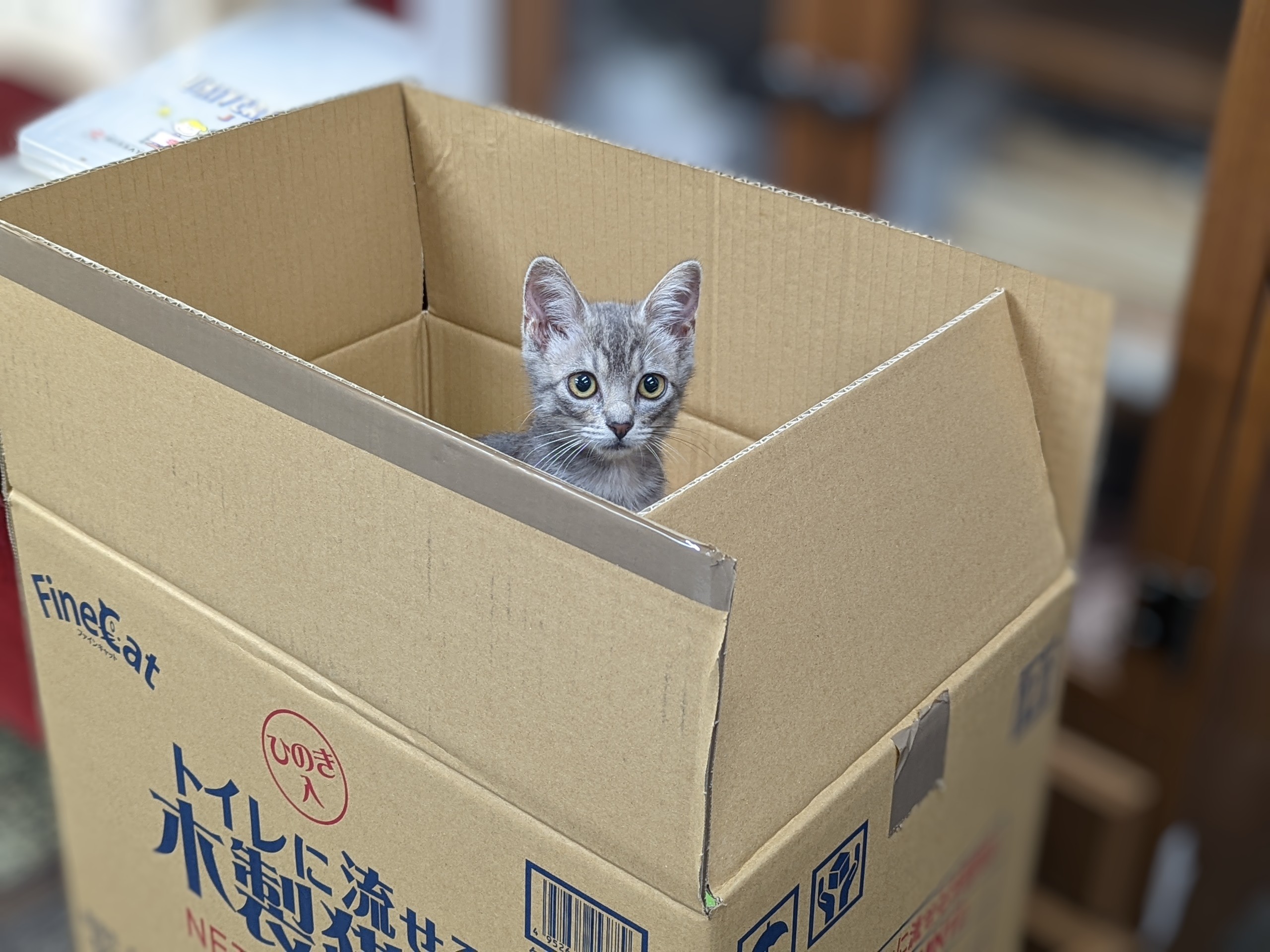 箱の中の検品行う子猫