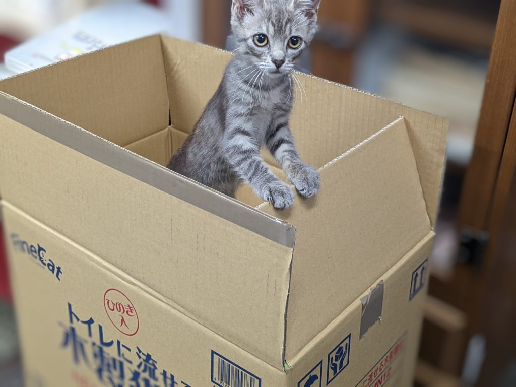 箱の中の商品検品の子猫