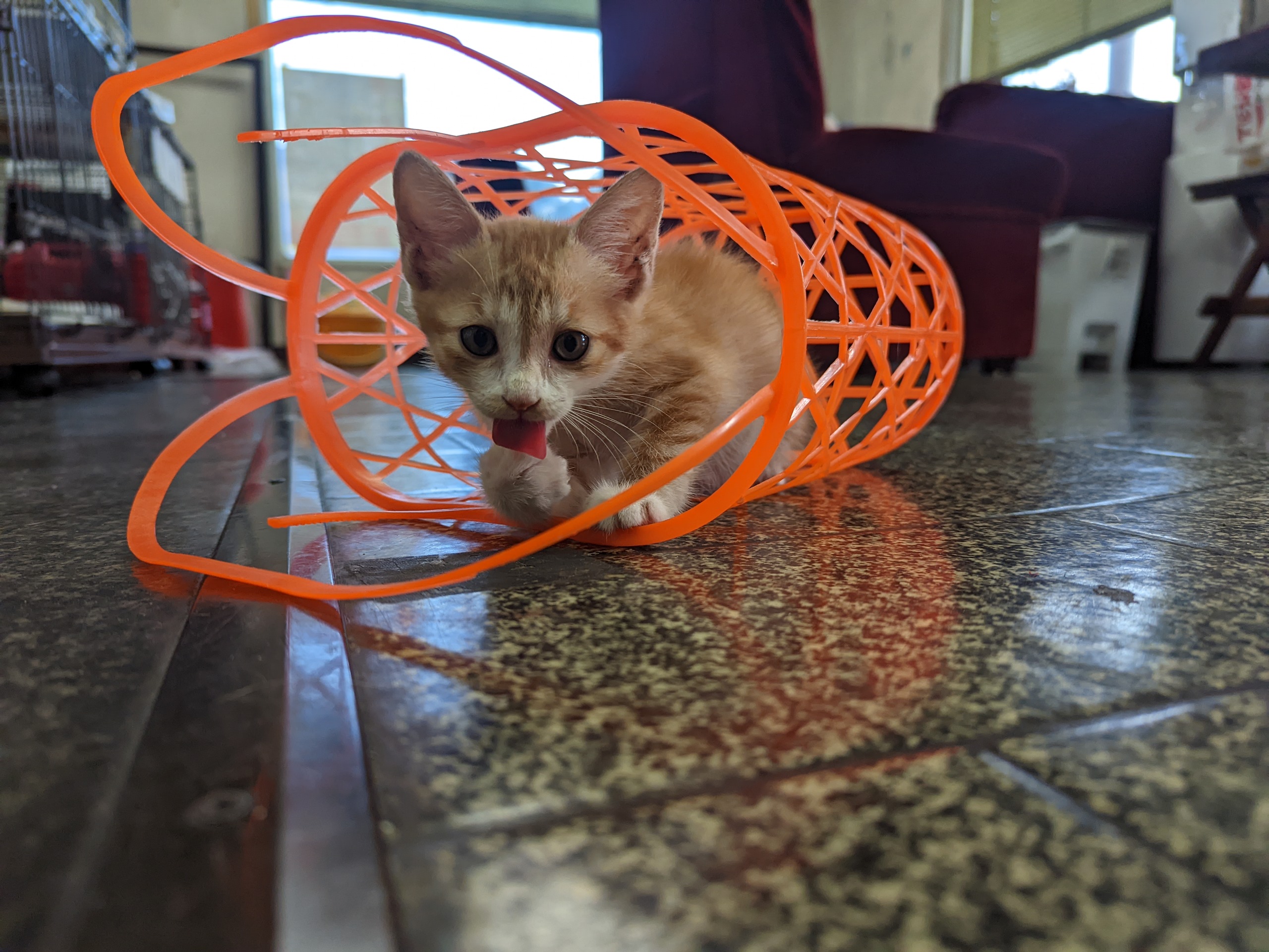 籠の中でペロペロの子猫