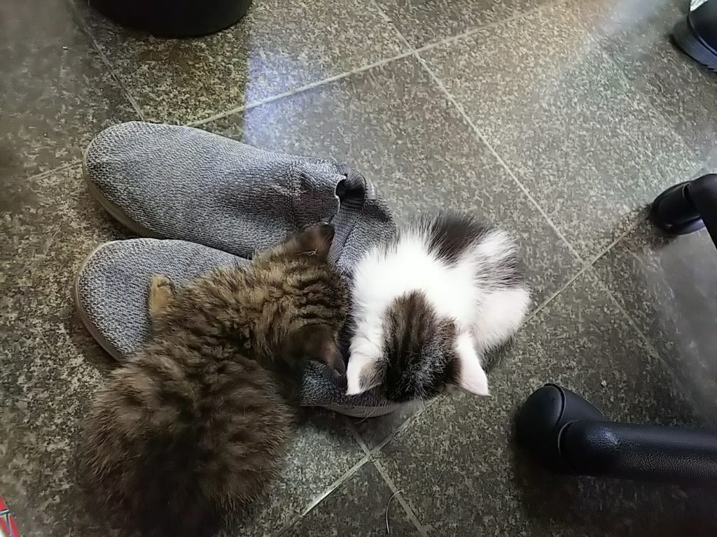 靴に集まる子猫