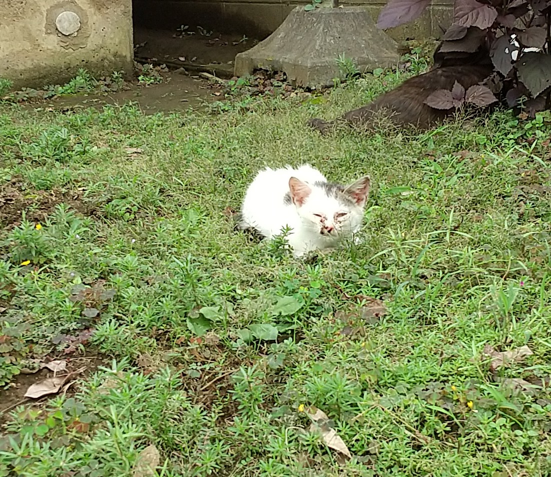 草むらに佇む風邪ひきの子猫