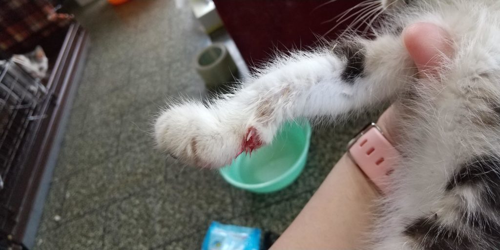 爪を引っ掛け怪我をしてしまった子猫