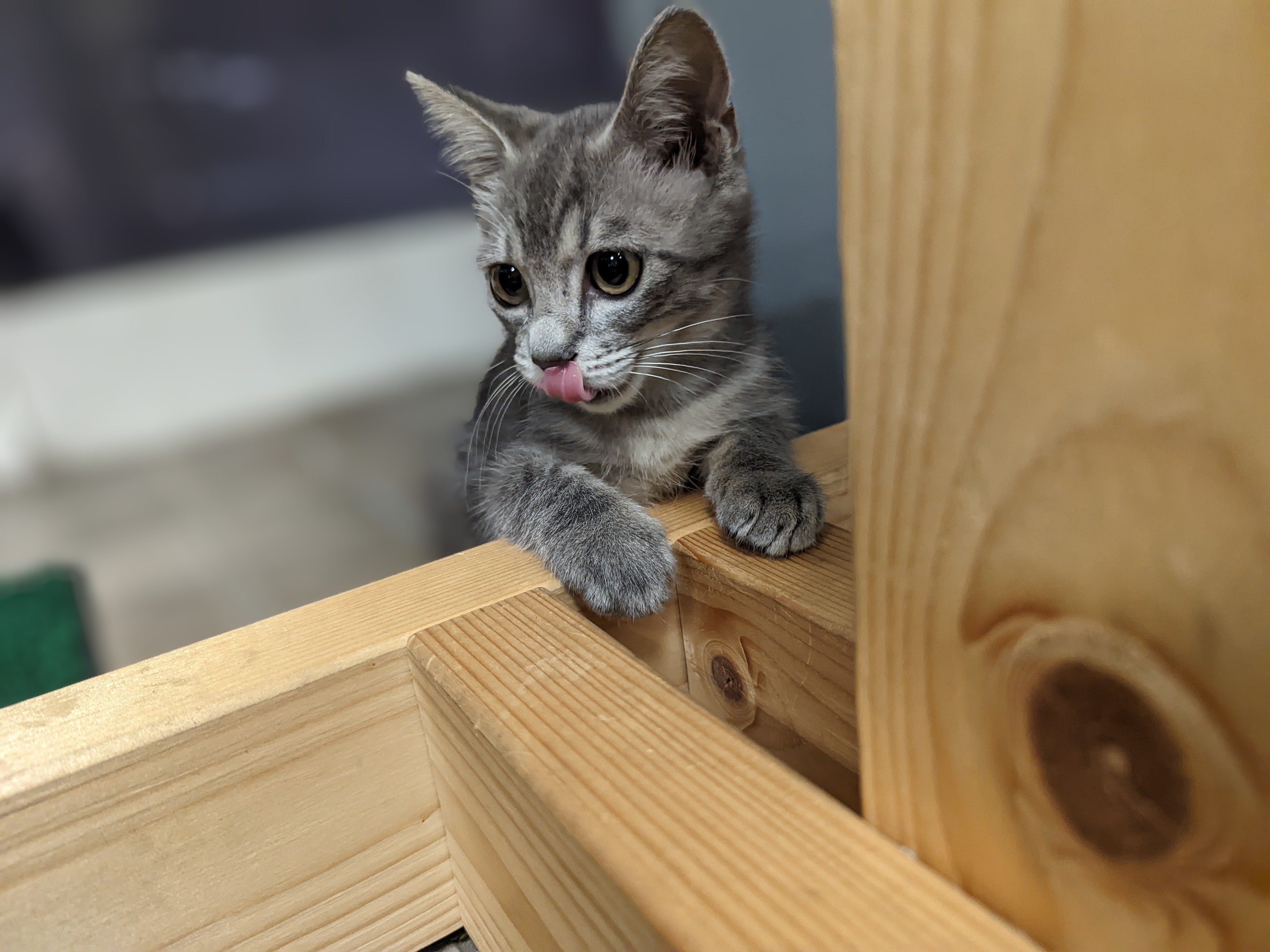 木製の台のところで舌をペロリとする子猫
