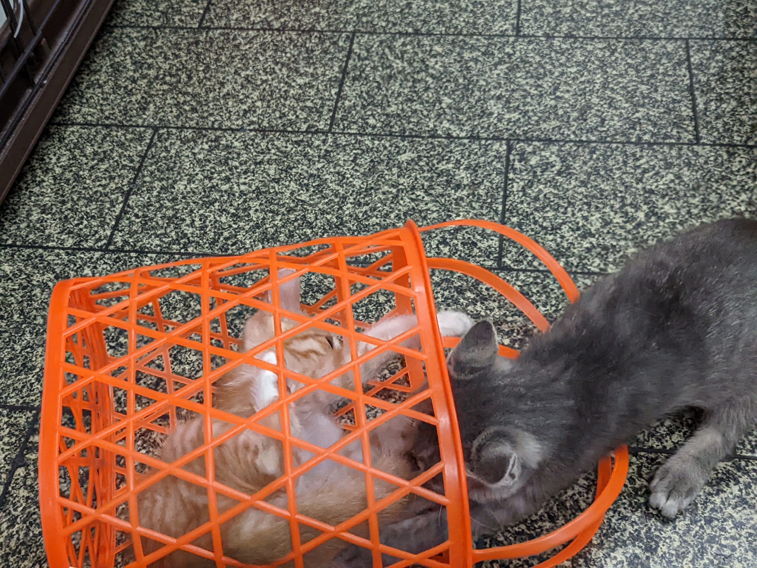 籠を使って遊ぶ子猫
