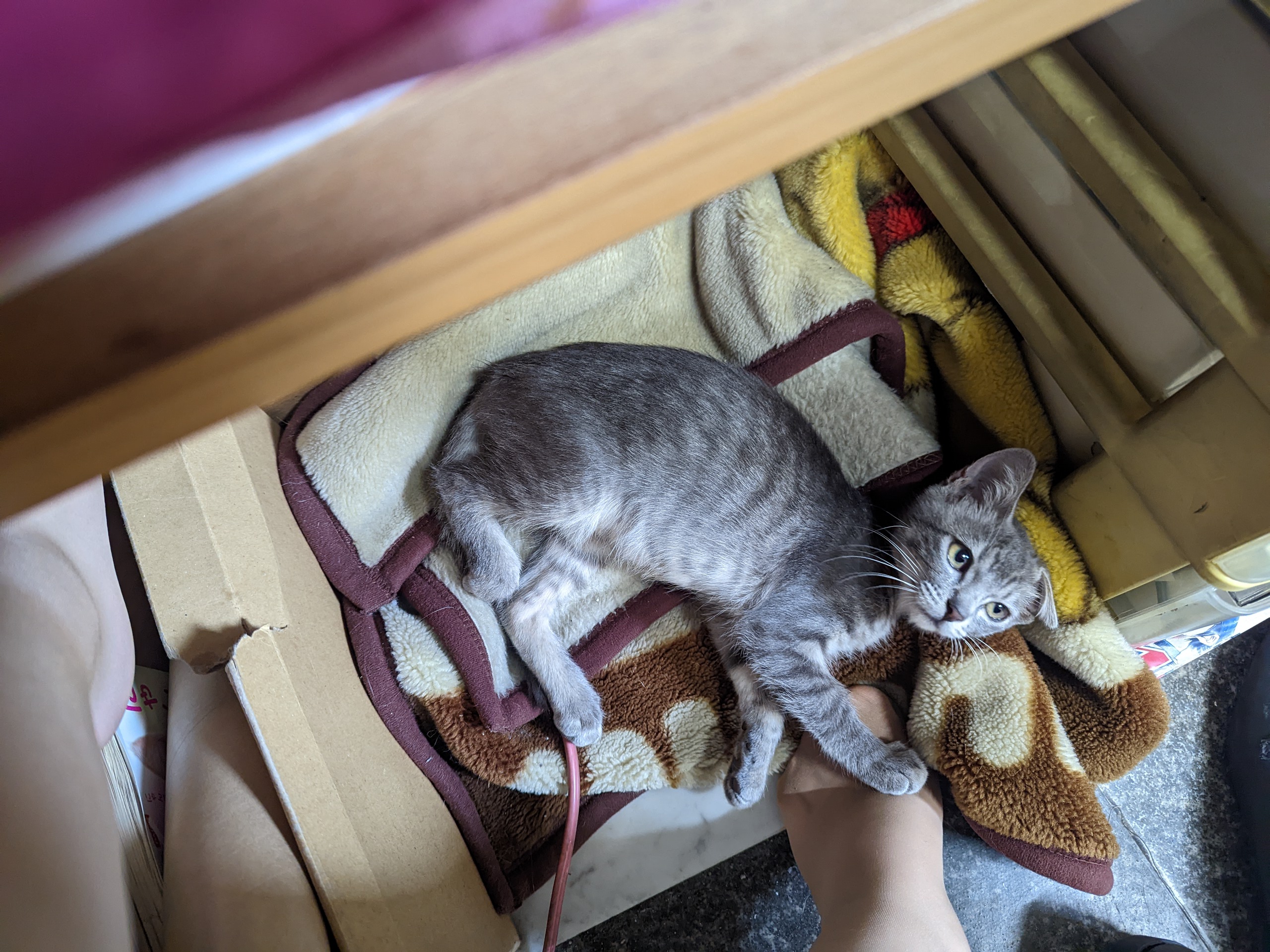 足元の毛布で寝る子猫