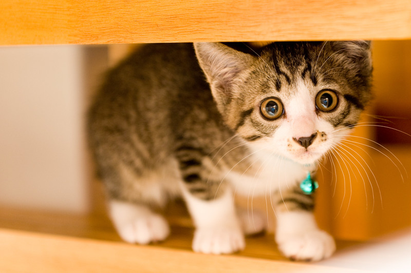テーブル下の子猫