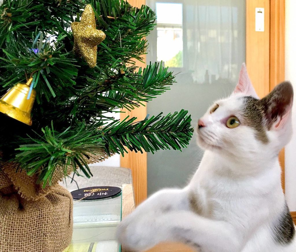 クリスマスツリーと子猫