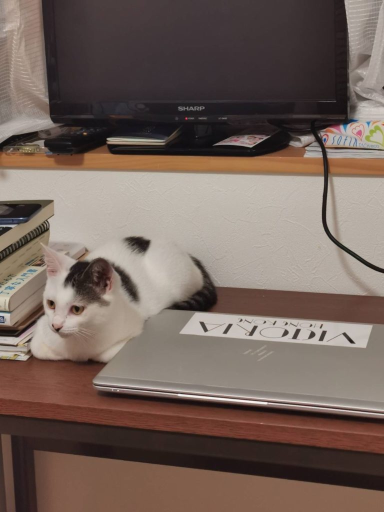 パソコンの脇を陣取る子猫
