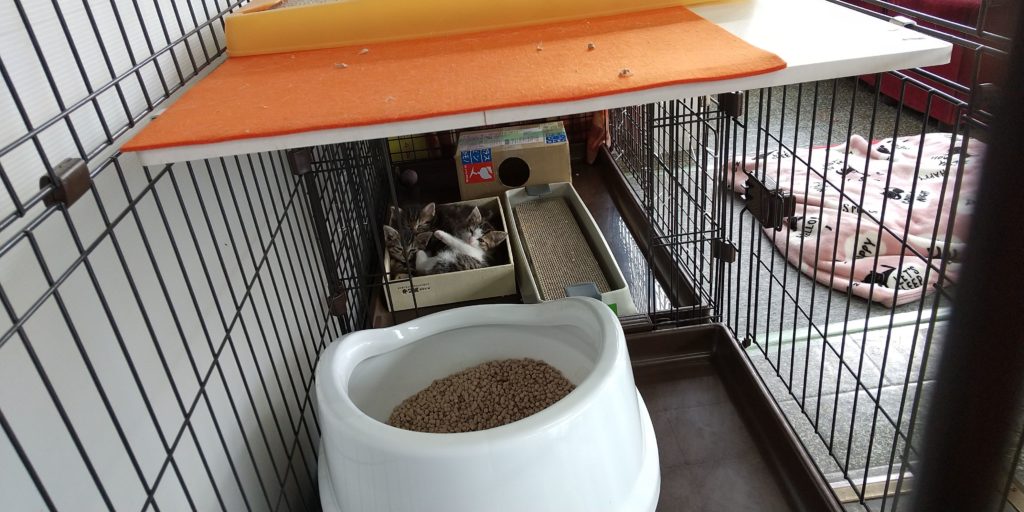 箱の中で昼寝をする子猫たち