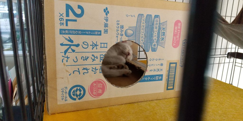 箱の中でぐっすり休む猫