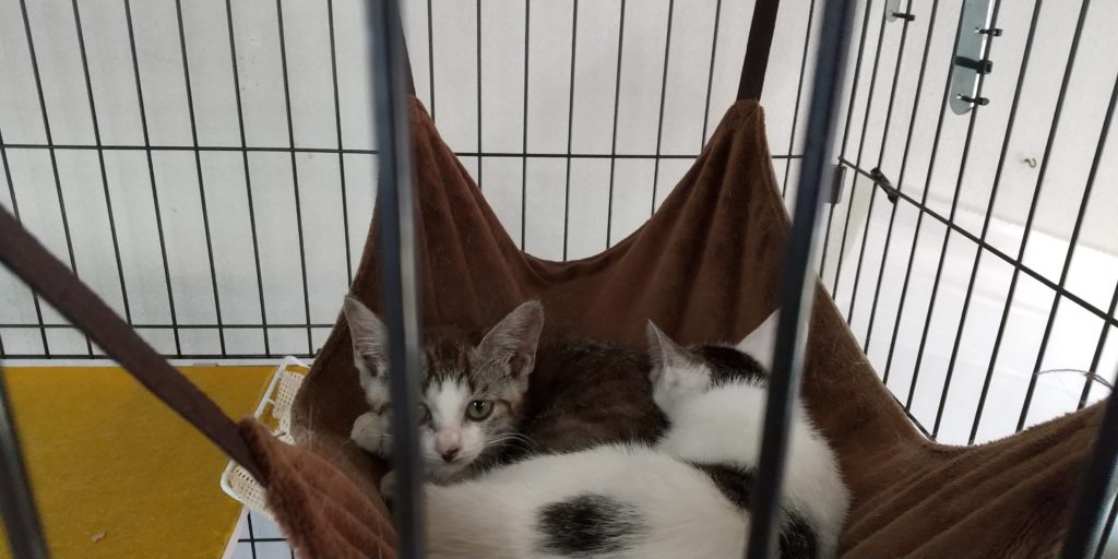 ハンモックに2匹で寝るようになった子猫たち
