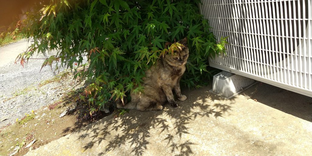 もみじの木の陰に隠れる野良猫