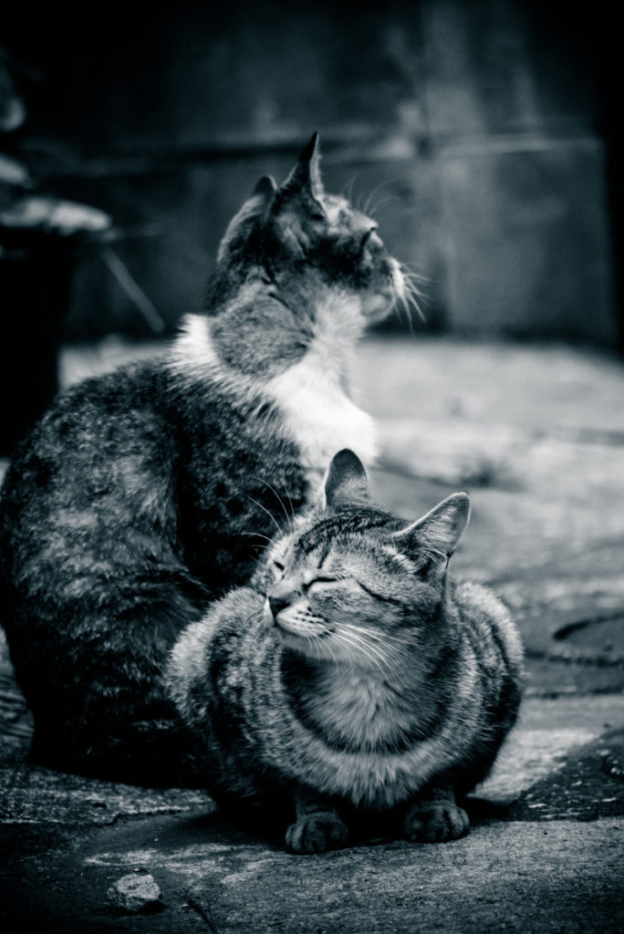 街角に佇む2匹の猫