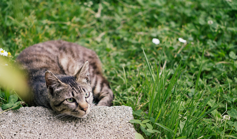 草むらでくつろいでいる野良猫