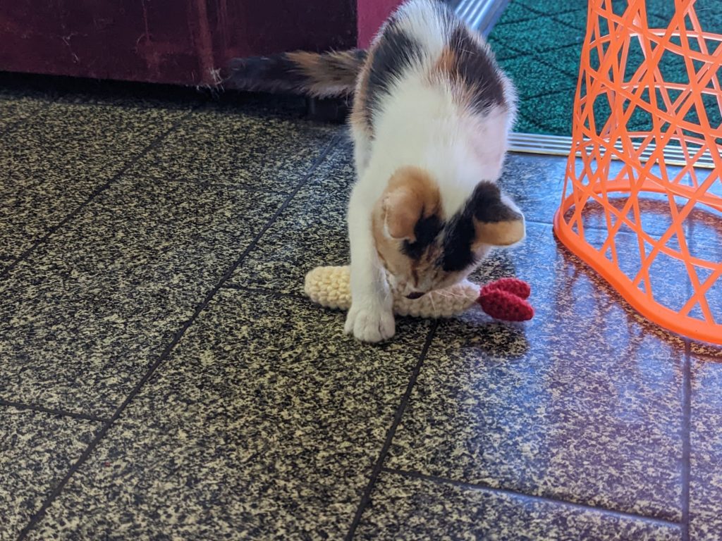 保護猫　三毛猫　3カ月　おもちゃで遊ぶ