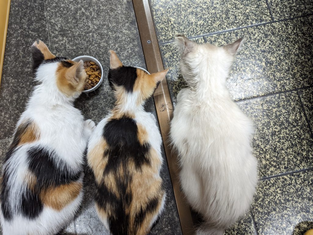 保護猫　三毛猫　シャムMIX　里親募集　避妊手術後
