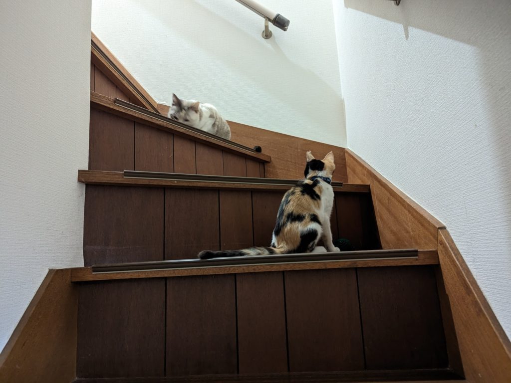 保護猫　三毛猫　里親募集　階段で遊ぶ　先住猫と一緒