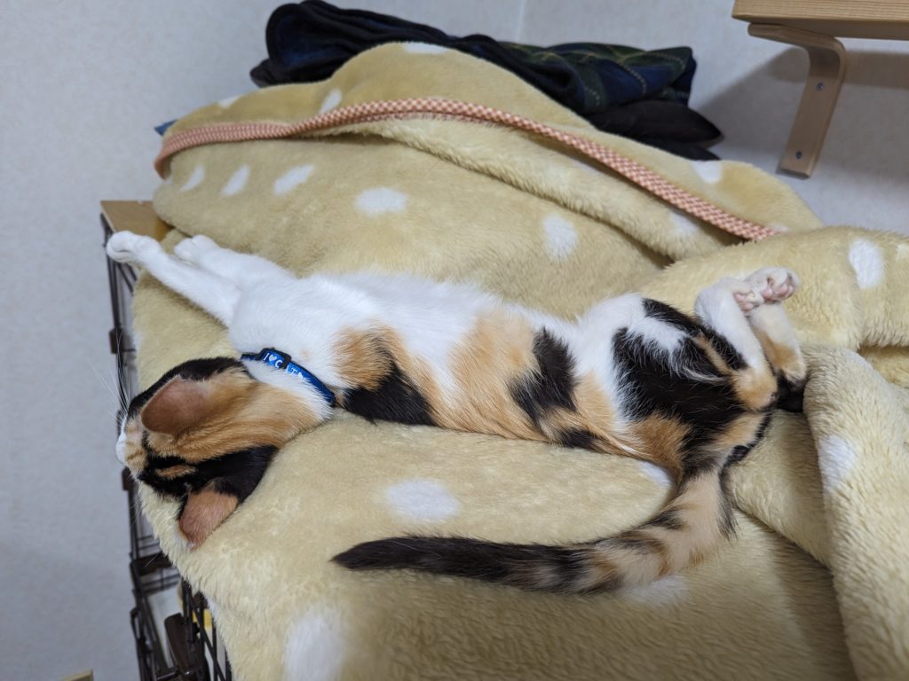 保護猫　三毛猫　里親募集　毛布　ケージ