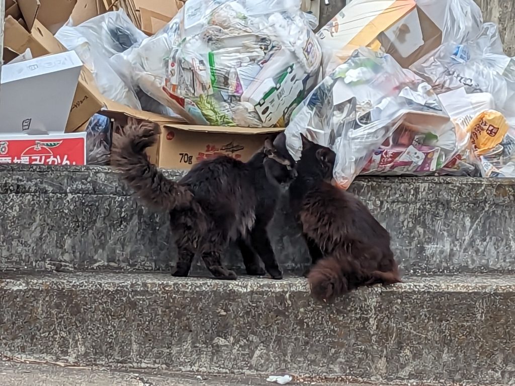 野良猫　黒猫　クロネコ　保護　ボランティア