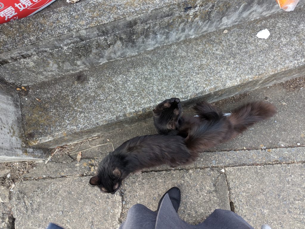 野良猫　黒猫　クロネコ　保護　ボランティア