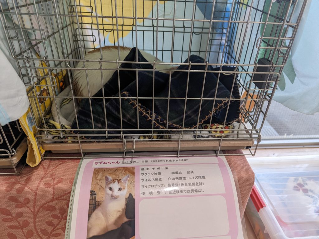 保護猫　譲渡会　茨城県　坂東市　野良猫　ボランティア