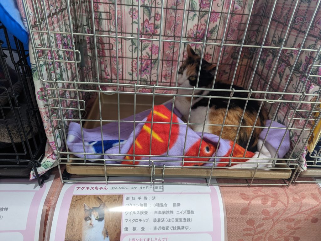保護猫　譲渡会　茨城県　坂東市　野良猫　ボランティア