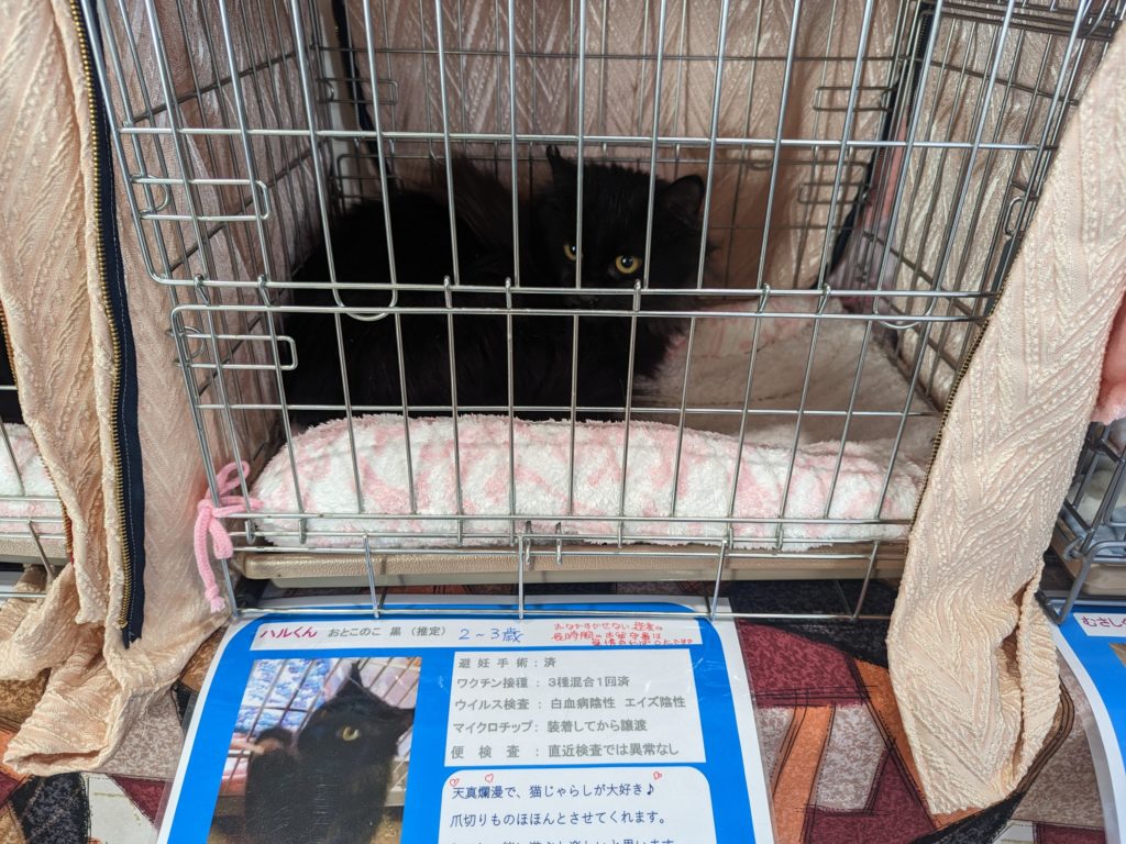保護猫　譲渡会　茨城県　坂東市　野良猫　ボランティア　黒猫　クロネコ