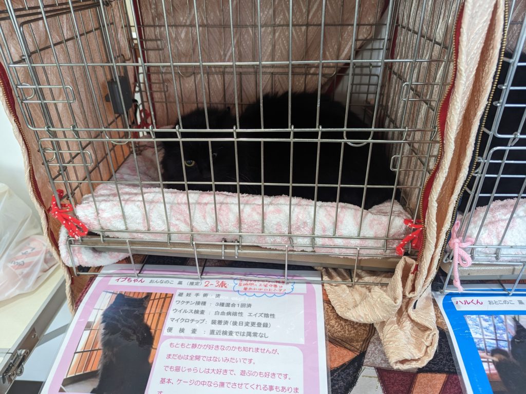 保護猫　譲渡会　茨城県　坂東市　野良猫　ボランティア　黒猫　クロネコ
