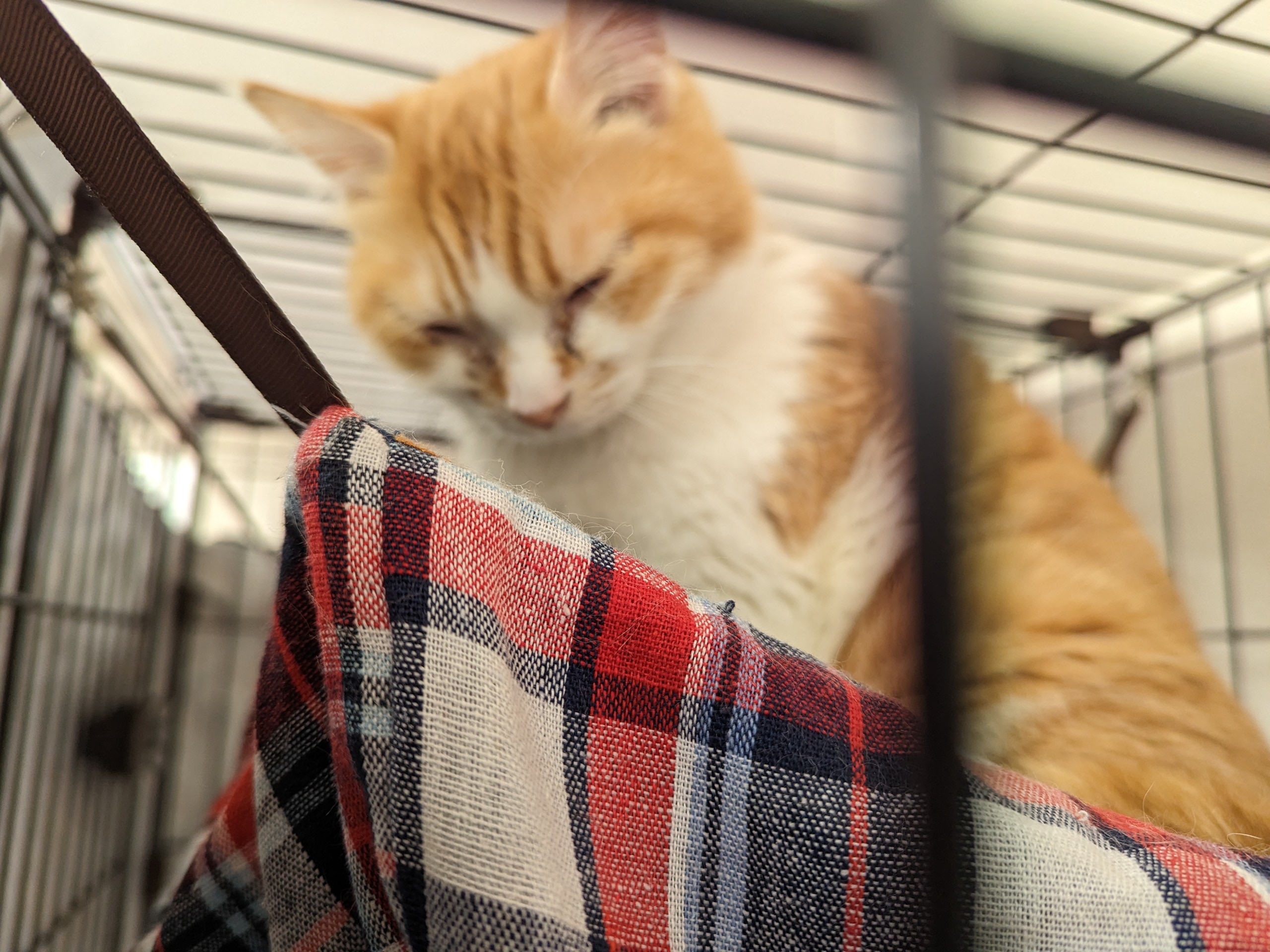 野良猫　保護猫　茨城　ボランティア　預かりボランティア　高齢者逝去　残された子　成猫預かり