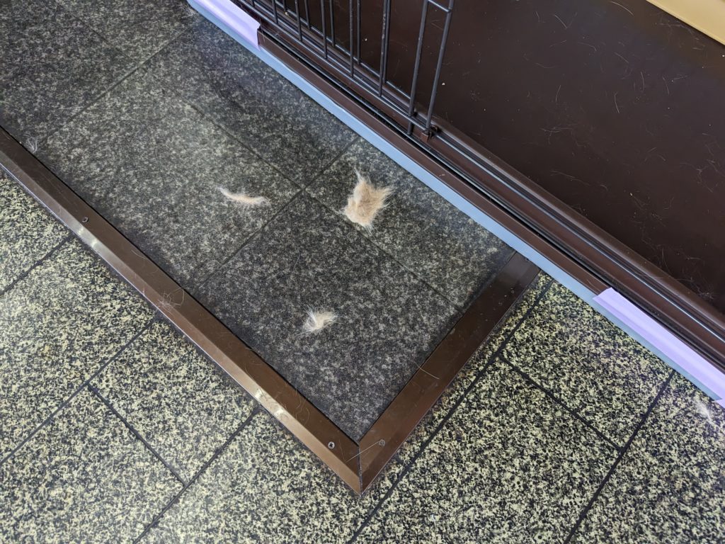 野良猫　保護猫　茨城　ボランティア　預かりボランティア　成猫預かり