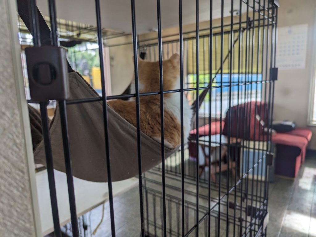 野良猫　保護猫　茨城　ボランティア　預かりボランティア　成猫預かり