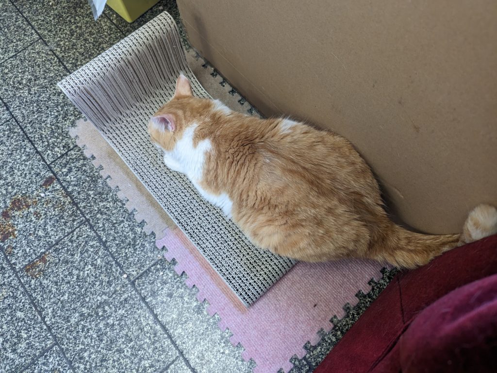 野良猫　保護猫　茨城　ボランティア　預かりボランティア　成猫預かり