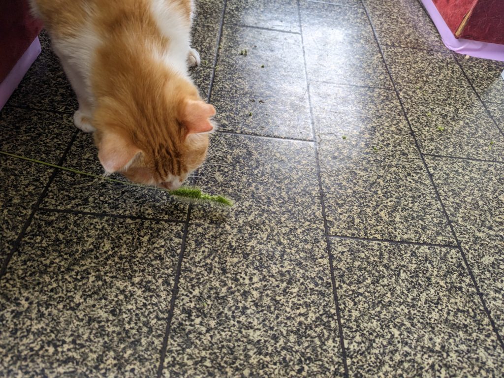 野良猫　保護猫　茨城　ボランティア　預かりボランティア　成猫預かり