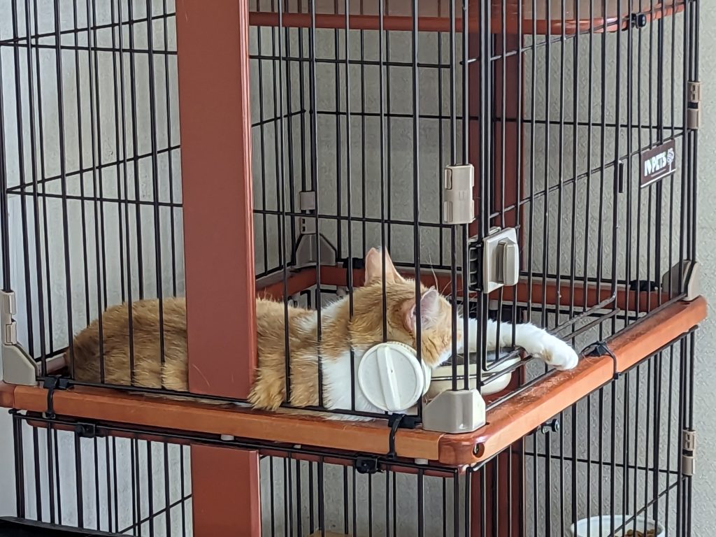 野良猫　保護猫　茨城　ボランティア　預かりボランティア　成猫預かり