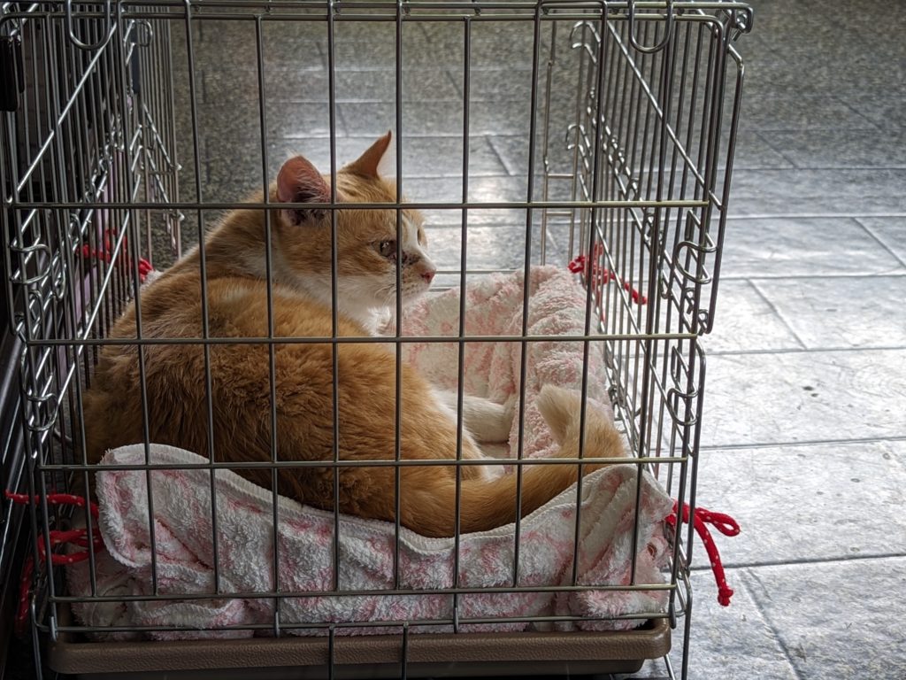 野良猫　保護猫　茨城　ボランティア　預かりボランティア　成猫預かり