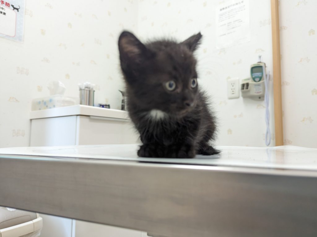 野良猫　黒猫　保護猫　ハゲ　病院